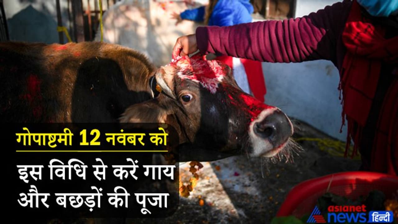 Gopashtami 2021: आज गोपाष्टमी पर इस विधि से करें गाय और बछड़ों की पूजा, पूरी करें ये परंपराएं Gopashtami 2021: आज गोपाष्टमी पर इस विधि से करें गाय और बछड़ों की पूजा, पूरी करें ये परंपराएं
