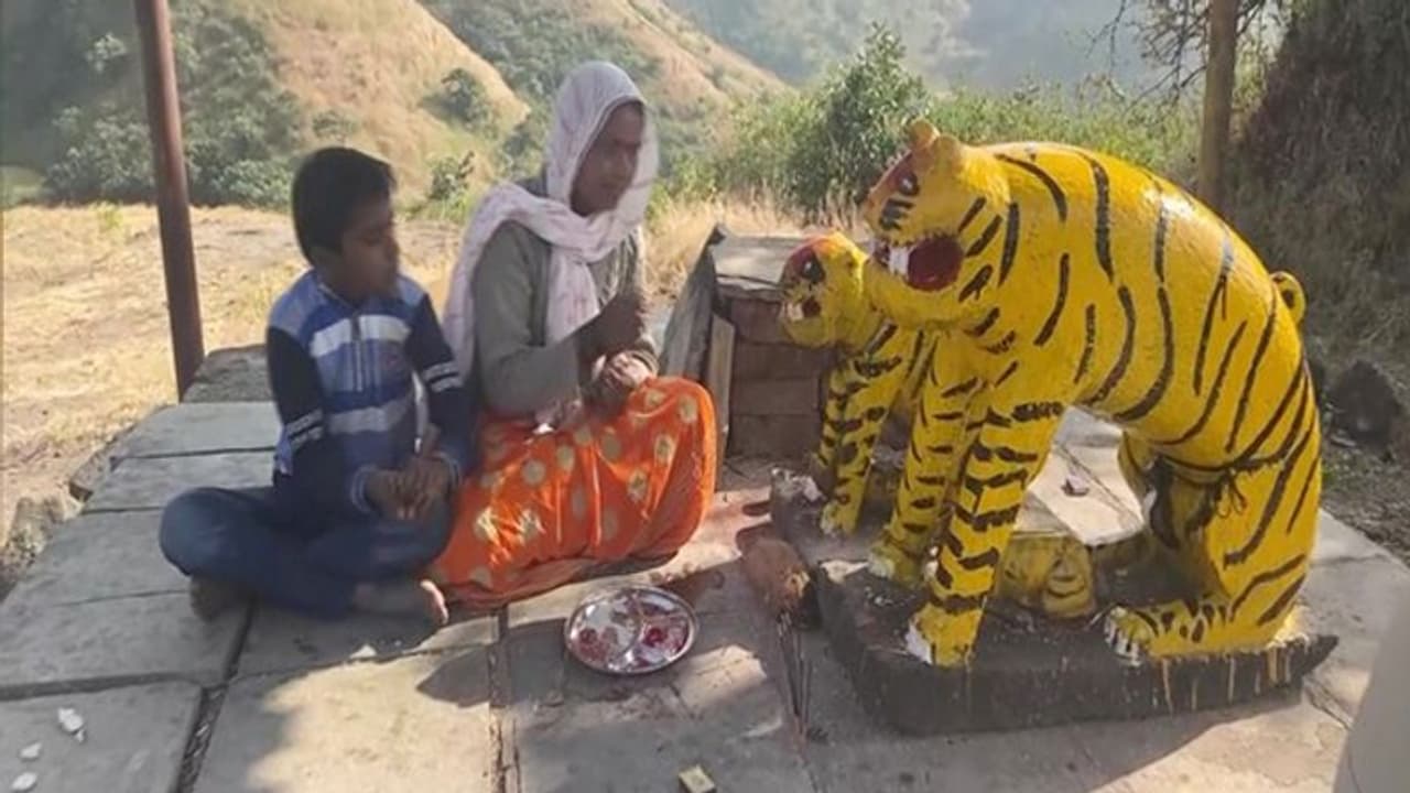 यहां होती बाघों की खास पूजा: पूरी होती हर आदिवासी की मन्नत, युवक ने सुनाई इसके पीछे की एक दिलचस्प कहानी