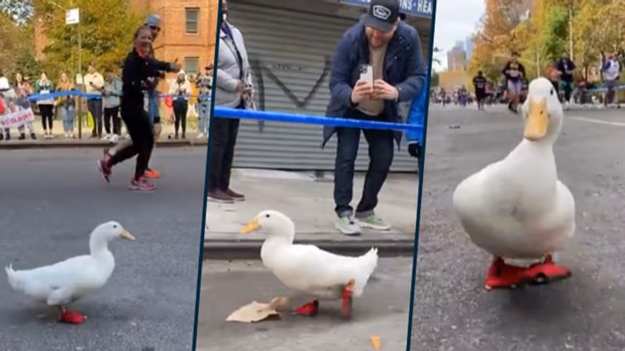 Duck participates in New York City marathon in little red shoes; viral video