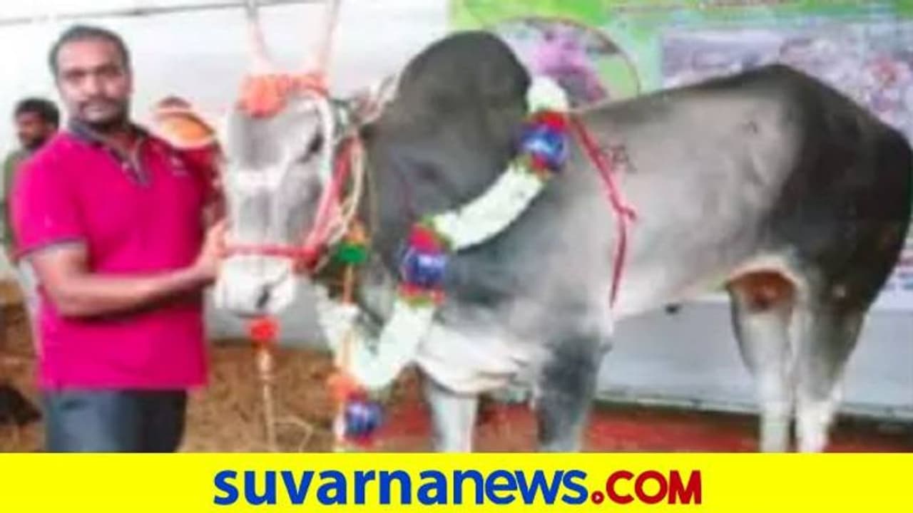 Krishimela2021| 1 ಕೋಟಿಯ ಹಳ್ಳಿಕಾರ್‌ ಹೋರಿ ನೋಡಿ ನಿಬ್ಬೆರಗಾದ ಜನ..!