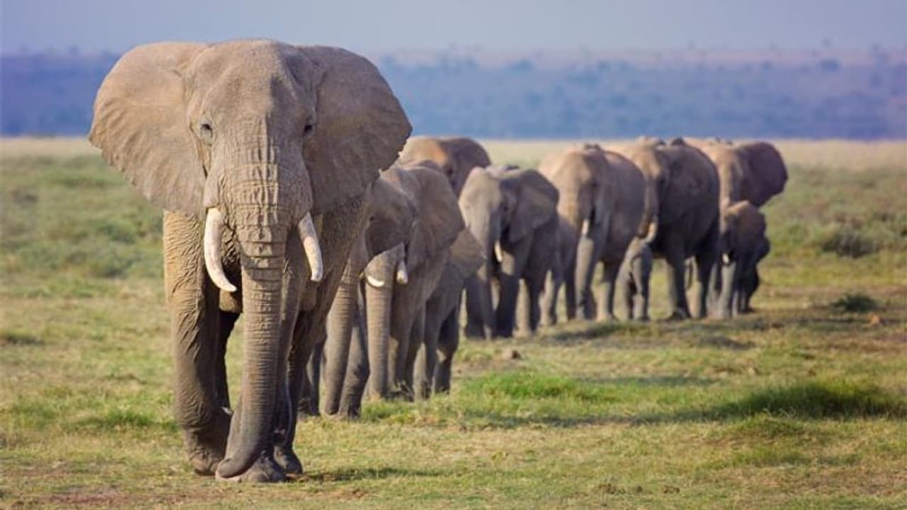 East Bardhaman Elephant বাড়ছে আতঙ্ক, বনকর্মীদের নজর এড়িয়ে ফের আউশগ্রামে হানা দিল দাঁতালের দল East Bardhaman Elephant বাড়ছে আতঙ্ক, বনকর্মীদের নজর এড়িয়ে ফের আউশগ্রামে হানা দিল দাঁতালের দল