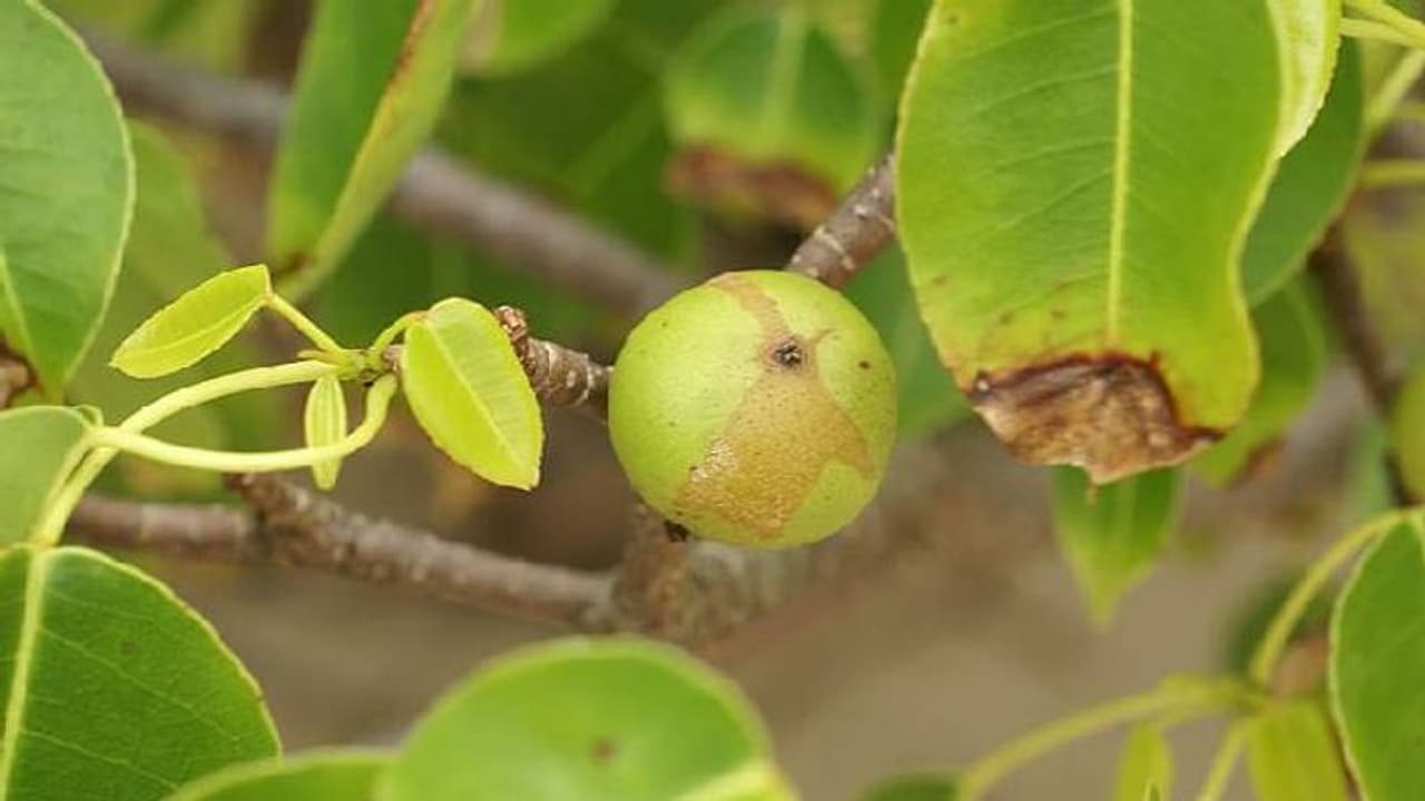'മരണത്തിന്റെ മരം' എന്നറിയപ്പെടുന്ന വൃക്ഷം, അടുത്ത് ചെന്ന് നിൽക്കുന്നത് പോലും അപകടം! 'മരണത്തിന്റെ മരം' എന്നറിയപ്പെടുന്ന വൃക്ഷം, അടുത്ത് ചെന്ന് നിൽക്കുന്നത് പോലും അപകടം!