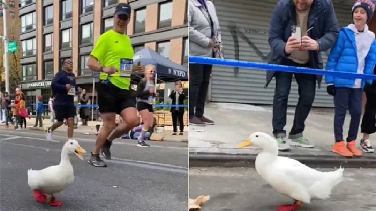 ചുവന്ന ഷൂസുമിട്ട്, മാരത്തോണില് പങ്കെടുത്ത് താറാവ്, വൈറലായി വീഡിയോ ചുവന്ന ഷൂസുമിട്ട്, മാരത്തോണില് പങ്കെടുത്ത് താറാവ്, വൈറലായി വീഡിയോ