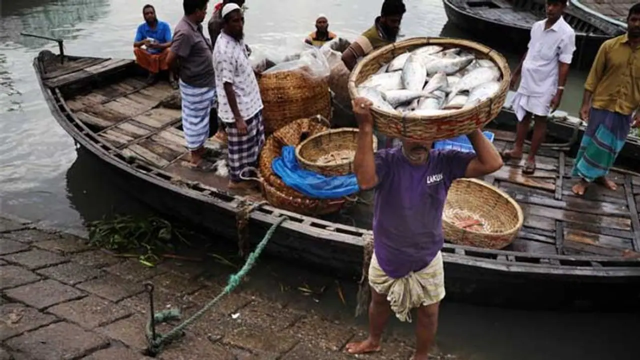 Bangladeshi catla পদ্মায় ইলিশ ধরতে গিয়ে জালে উঠল ১৬ কেজির কাতলা, দাম শুনলে অবাক হবেন Bangladeshi catla পদ্মায় ইলিশ ধরতে গিয়ে জালে উঠল ১৬ কেজির কাতলা, দাম শুনলে অবাক হবেন