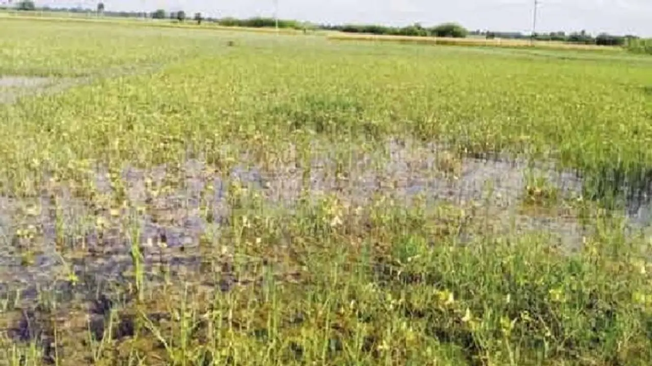 Crop Insurance: ವಿಮೆ ಮಾಡಿಸುವ ಮುನ್ನವೇ ಬೆಳೆ ಹಾನಿ..!