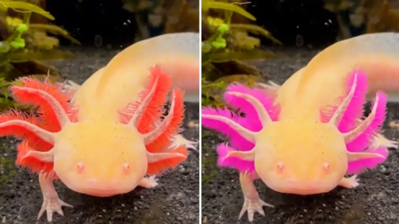 Ever seen an axolotl changing colour? Watch the amazing video