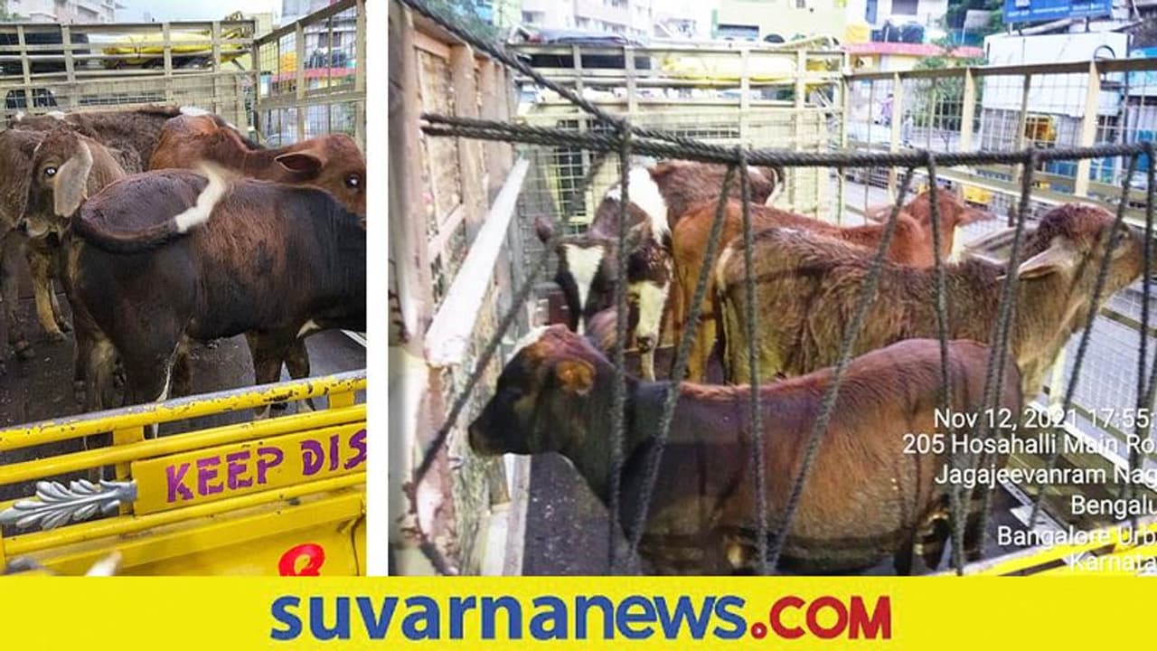 Crime News; ಎಚ್ಚೆತ್ತು ದೂರು ಕೊಟ್ಟ ನಂದಿನಿ, ಕಸಾಯಿಖಾನೆ ಸೇರಬೇಕಿದ್ದ ಹಸುಗಳ ರಕ್ಷಣೆ