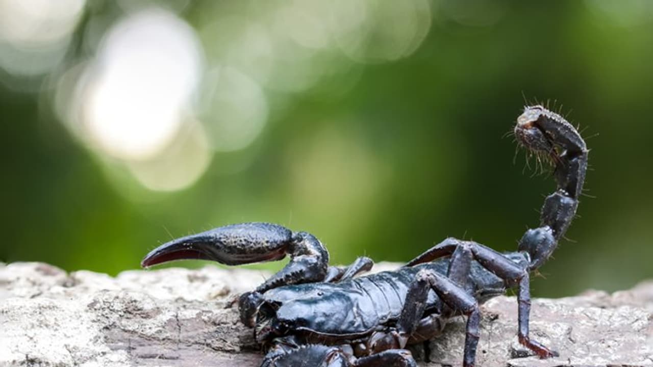 తేలు కాటుతో బీటెక్ విద్యార్థిని మృతి.. సిరిసిల్లలో విషాదం... తేలు కాటుతో బీటెక్ విద్యార్థిని మృతి.. సిరిసిల్లలో విషాదం...
