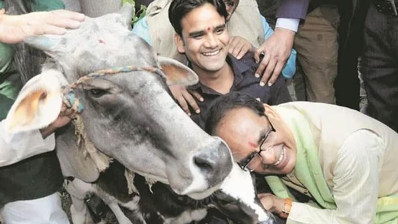 गाय के गोबर और मूत्र से मजबूत हो सकती है देश की अर्थव्यवस्था, CM shivraj ने बताया पूरा प्लान