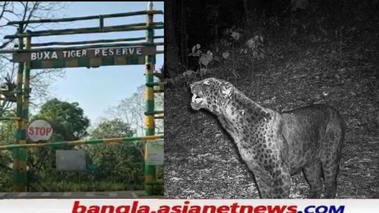 Black Panther: বক্সা ব্যাঘ্রপ্রকল্পে ক্যামেরাবন্দি হল ব্ল্যাক প্যান্থার, খুশির হাওয়া বন দফতরে