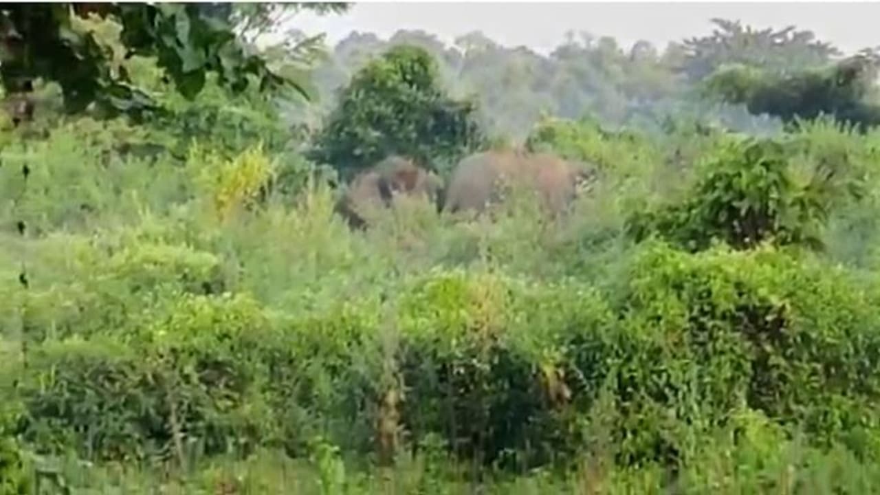 Elephant in Jalpaiguri: শহর দাপিয়ে বেড়াল দুই 'বন্ধু', দাঁতালের তাণ্ডবে জারি ১৪৪ ধারা Elephant in Jalpaiguri: শহর দাপিয়ে বেড়াল দুই 'বন্ধু', দাঁতালের তাণ্ডবে জারি ১৪৪ ধারা