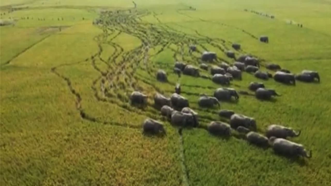 East Bardhaman Elephant হুলা পার্টির ঠেলায় বেকায়দায় হাতির পাল, শীঘ্রই ফিরতে পারে জঙ্গলে East Bardhaman Elephant হুলা পার্টির ঠেলায় বেকায়দায় হাতির পাল, শীঘ্রই ফিরতে পারে জঙ্গলে