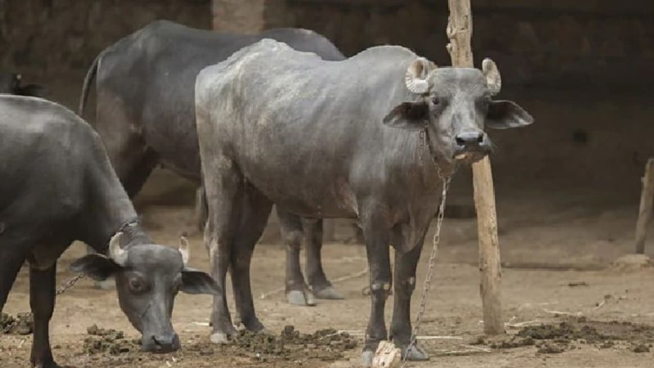 വിചിത്രമായ പരാതിയുമായി കര്‍ഷകന്‍ പൊലീസ് സ്റ്റേഷനില്‍...