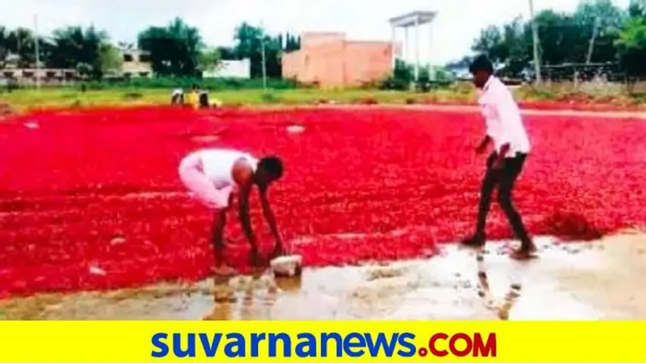 Ballari| ವರುಣನ ಅಬ್ಬರಕ್ಕೆ 760 ಕ್ವಿಂಟಲ್‌ ಮೆಣಸಿನಕಾಯಿ ಹಾನಿ