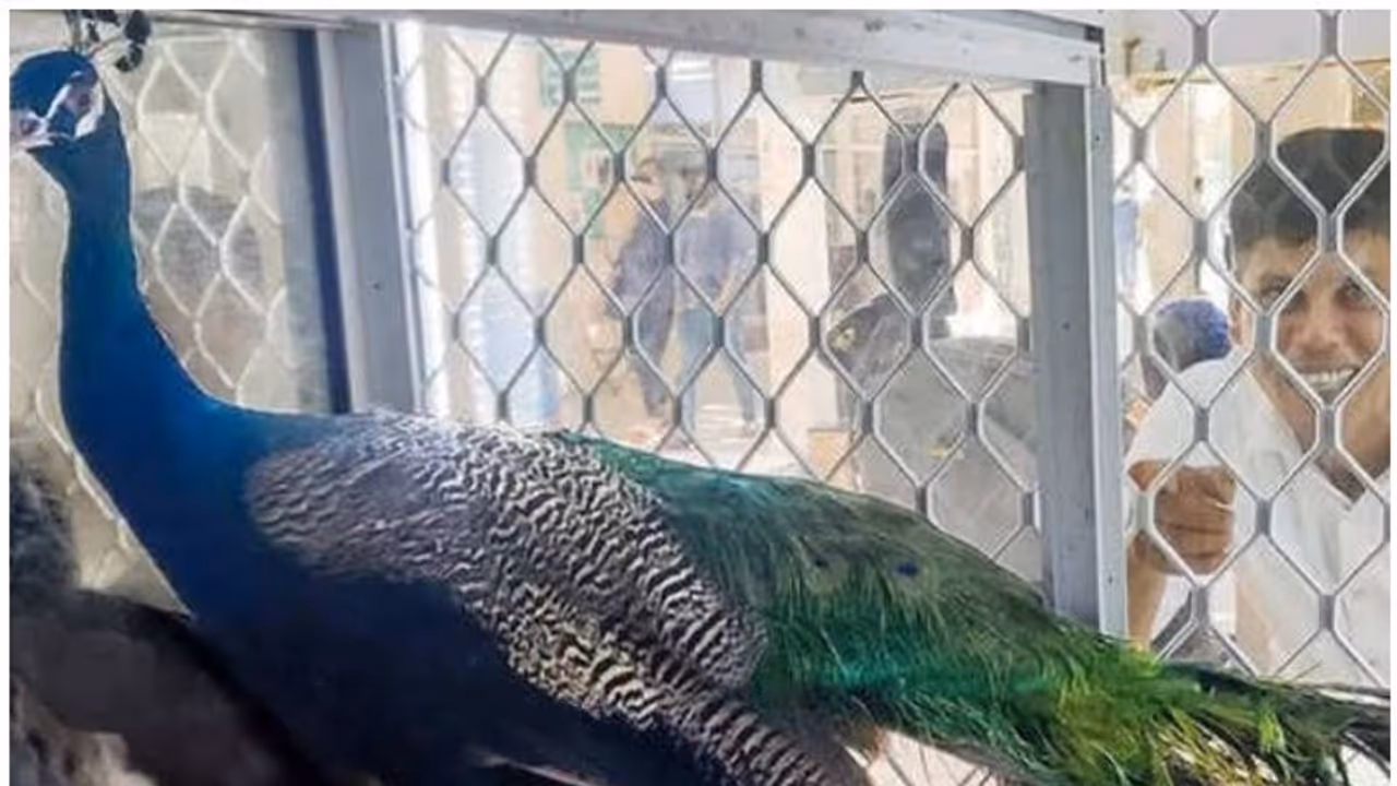 Firoz chuttipara| 'മയില് കറി'യില് അവസാനം ട്വിസ്റ്റ്; വിവാദം അവസാനിപ്പിച്ച് ഫിറോസ് ചുട്ടിപ്പാറ Firoz chuttipara| 'മയില് കറി'യില് അവസാനം ട്വിസ്റ്റ്; വിവാദം അവസാനിപ്പിച്ച് ഫിറോസ് ചുട്ടിപ്പാറ