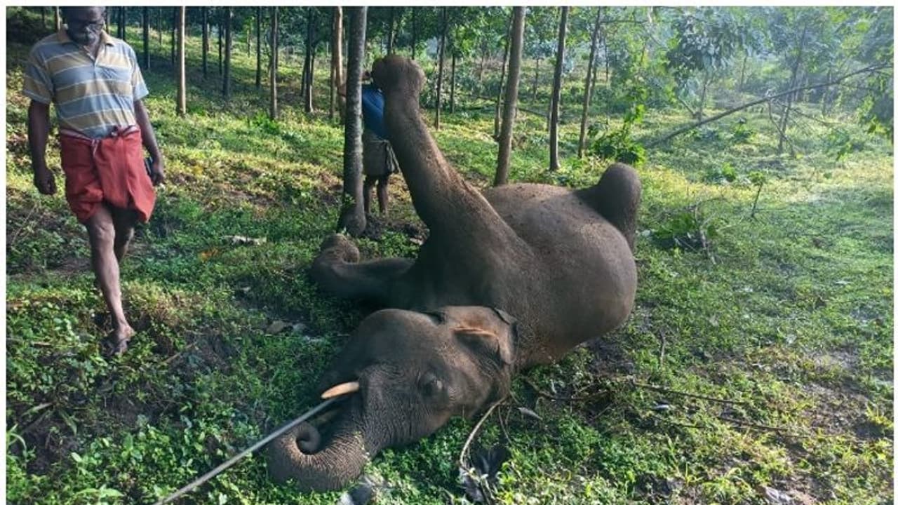 Elephant| മലമ്പുഴ ആനക്കല്ലിൽ കാട്ടാനക്കൊമ്പൻ ചരിഞ്ഞു; ഷോക്കേറ്റെന്ന് നിഗമനം Elephant| മലമ്പുഴ ആനക്കല്ലിൽ കാട്ടാനക്കൊമ്പൻ ചരിഞ്ഞു; ഷോക്കേറ്റെന്ന് നിഗമനം