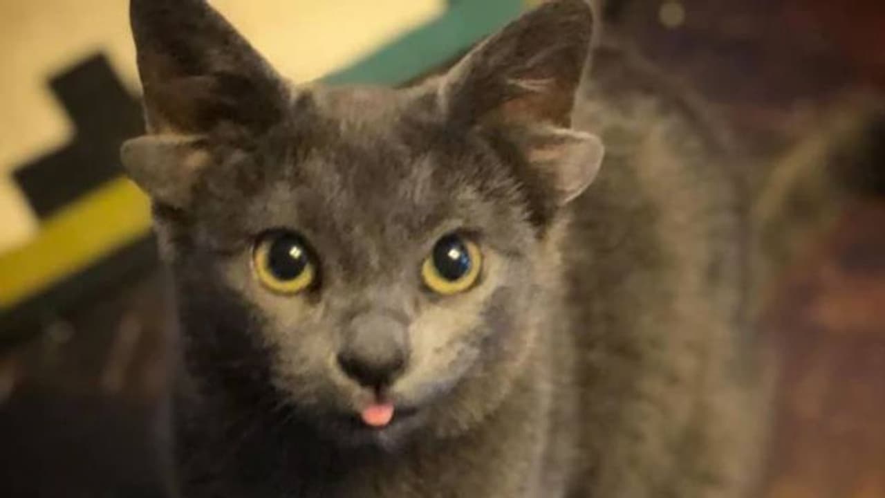 നാല് ചെവികളുമായി ജനിച്ച് ലോകശ്രദ്ധ നേടിയ അപൂർവ പൂച്ചക്കുട്ടി, ഒടുവിൽ സ്ഥിരമായി അവൾക്കൊരു വീട്