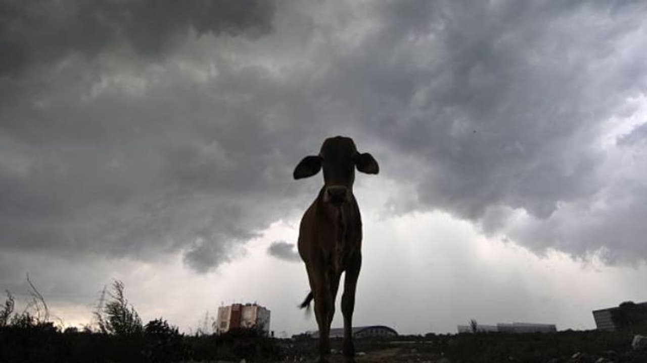യുപി യില്‍ മനുഷ്യർക്ക് മാത്രമല്ല, ഇനി പശുക്കൾക്ക് വേണ്ടിയും ആംബുലൻസ് പാഞ്ഞെത്തും, ഈ നമ്പറിൽ വിളിച്ചാൽ മതി