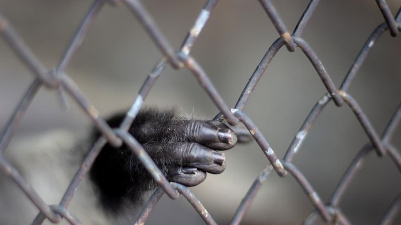 New Pandemic| കൊറോണയ്ക്കുശേഷം മാരക മഹാമാരികള്; പുതിയ വൈറസുകള് ഇവിടെനിന്നോ? New Pandemic| കൊറോണയ്ക്കുശേഷം മാരക മഹാമാരികള്; പുതിയ വൈറസുകള് ഇവിടെനിന്നോ?