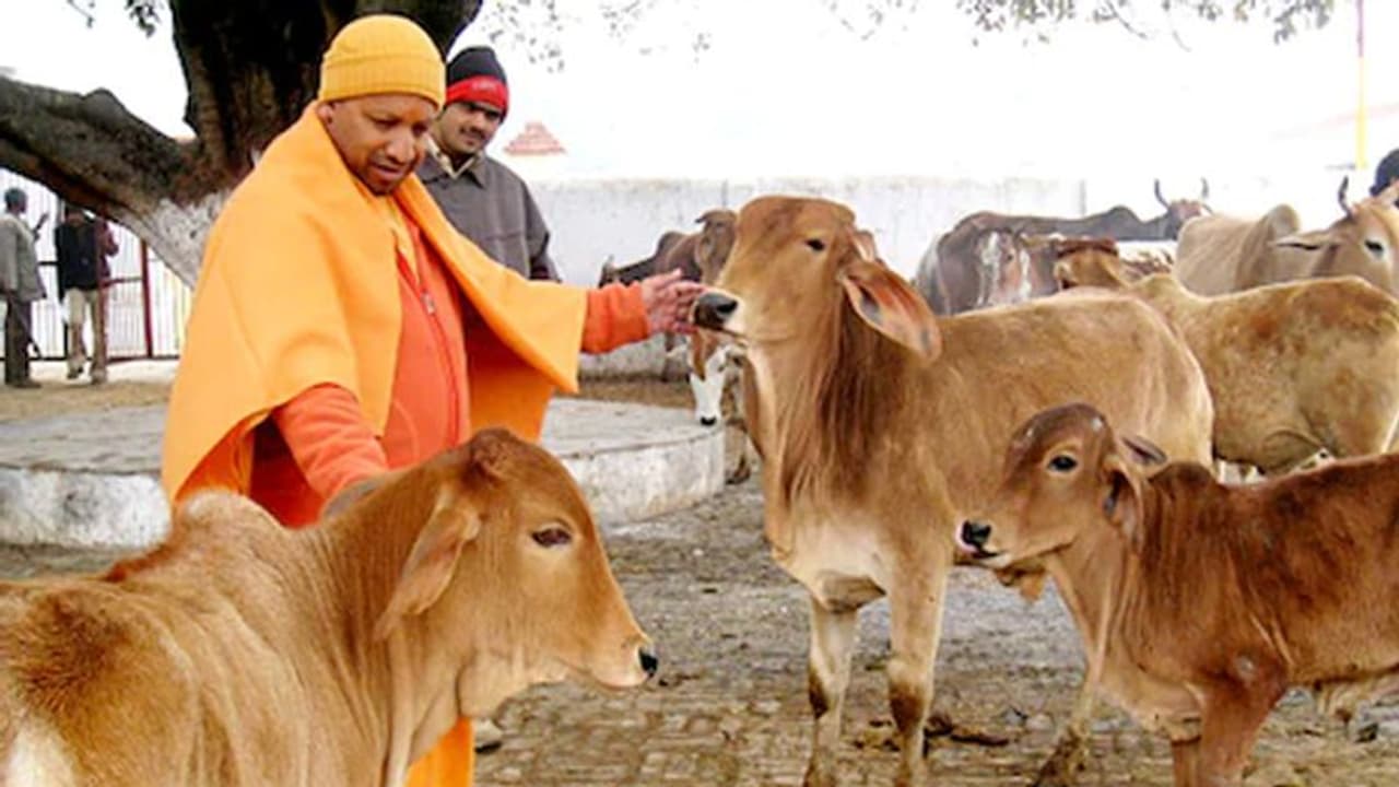 गायों के लिए योगी सरकार ने किया बड़ा ऐलान, शुरू होगी 'अभिनव एम्बुलेंस सेवा'.. इस योजना के बारे में जानिए गायों के लिए योगी सरकार ने किया बड़ा ऐलान, शुरू होगी 'अभिनव एम्बुलेंस सेवा'.. इस योजना के बारे में जानिए