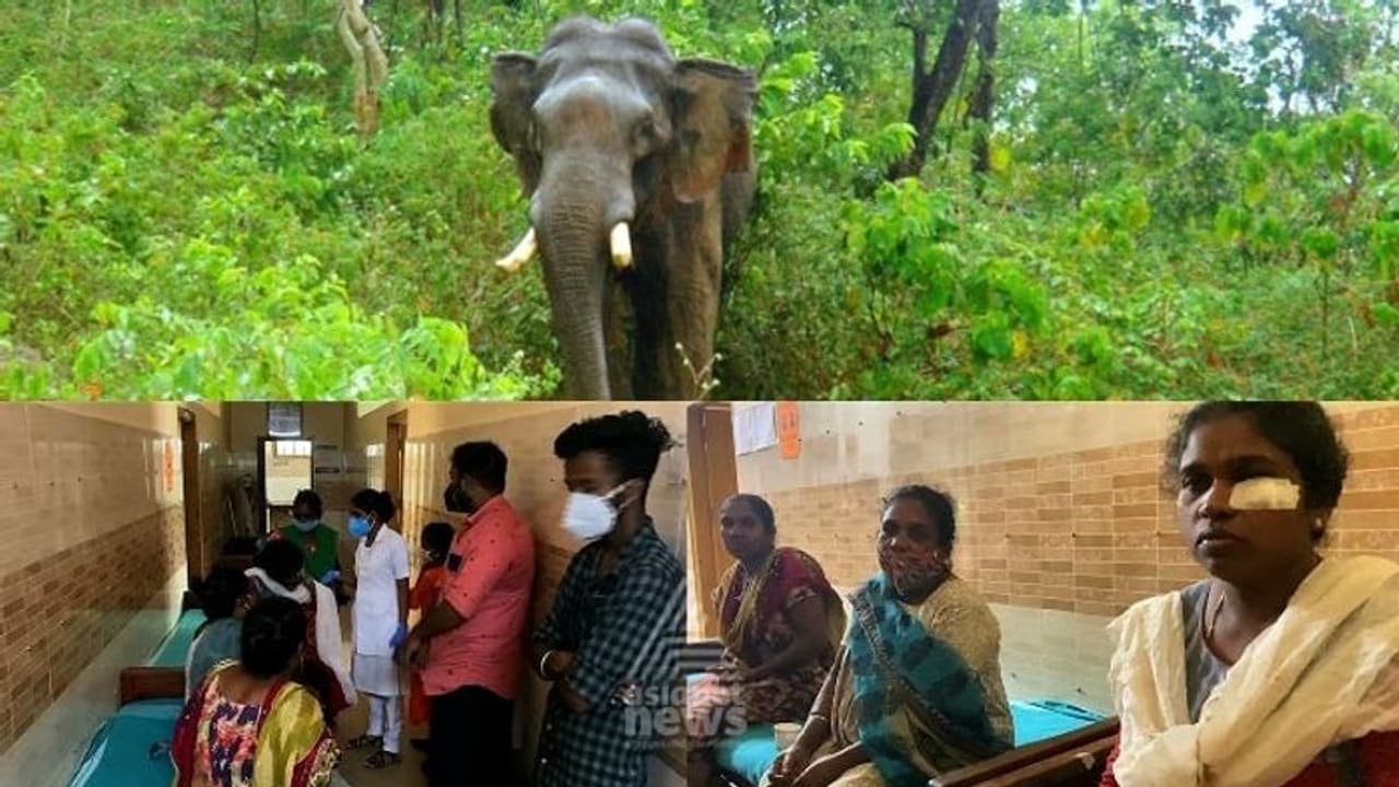 ഇടുക്കി പൂപ്പാറയിൽ കാട്ടാനയെ കണ്ട് ഭയന്നോടിയ മൂന്ന് സ്ത്രീകൾക്ക് പരിക്കേറ്റു