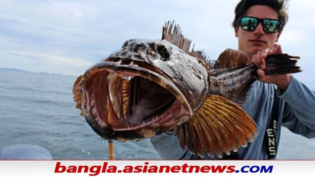 Viral News: দুটি চোয়ালে ৫৫৫টি ধারালো দাঁত, রোজই পড়ে ২০টা করে রাক্ষুসে এই মাছ আজও রহস্যময় Viral News: দুটি চোয়ালে ৫৫৫টি ধারালো দাঁত, রোজই পড়ে ২০টা করে রাক্ষুসে এই মাছ আজও রহস্যময়