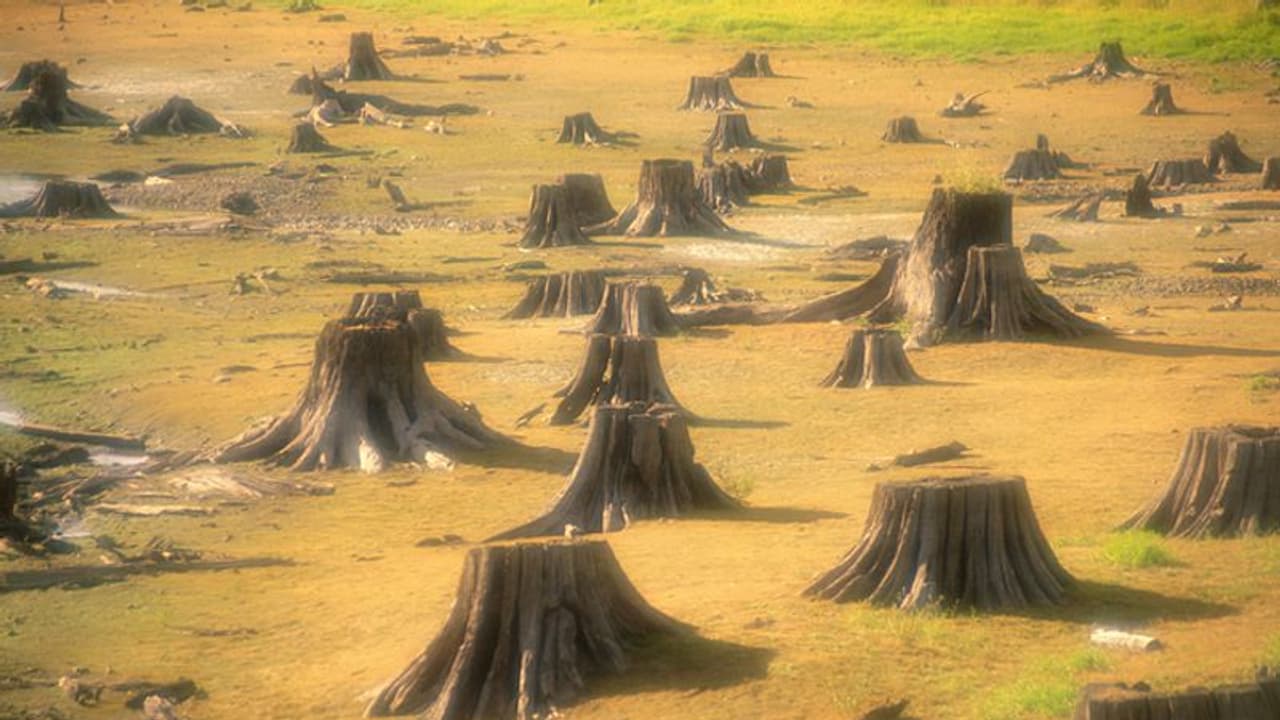 കാലാവസ്ഥാ മാറ്റം ലോകത്തെ വിഴുങ്ങുമ്പോഴും ആമസോണ്‍ മഹാവനം വെട്ടിത്തീര്‍ക്കുന്നു