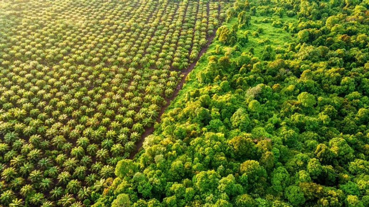 Forest Survey report 2021: গত দু বছরে দেশে বেড়েছে বনাঞ্চলের পরিমাণ, প্রকাশিত রিপোর্ট Forest Survey report 2021: গত দু বছরে দেশে বেড়েছে বনাঞ্চলের পরিমাণ, প্রকাশিত রিপোর্ট