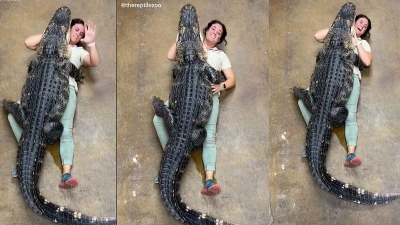 ചീങ്കണ്ണിയെ ആലിംഗനം ചെയ്ത് യുവതി; അവസാനം സംഭവിച്ചത്...