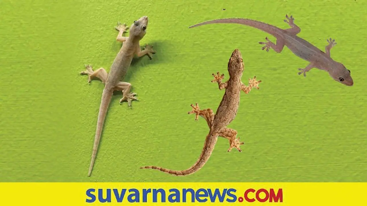 Dream Interpretation: ಕನಸಲ್ಲಿ ಹಲ್ಲಿ ಕಂಡರೆ ಬರಲಿರುವ ಕೆಟ್ಟದ್ದರ ಮುನ್ಸೂಚನೆ!