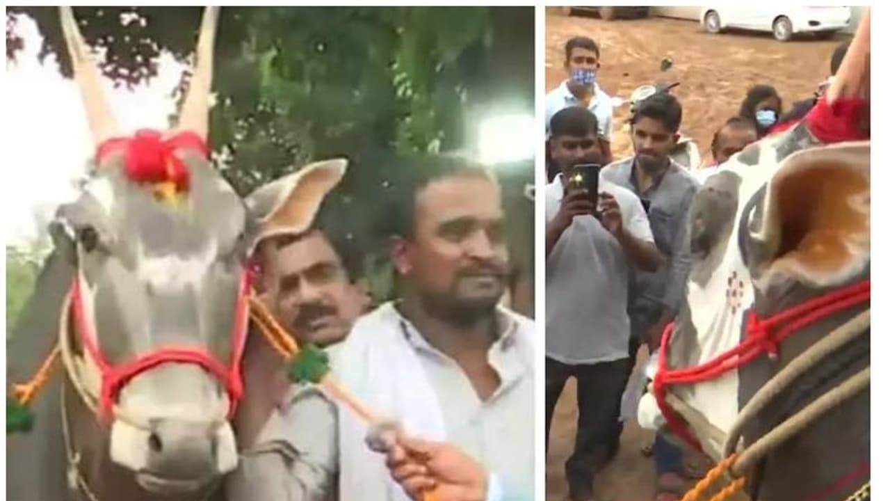 ഈ വിത്തുകാളയുടെ വില ഒരു കോടി; ബീജം ഡോസ് ഒന്നിന് ആയിരം രൂപയ്ക്ക് വിൽക്കുന്ന അപൂർവയിനം ഈ വിത്തുകാളയുടെ വില ഒരു കോടി; ബീജം ഡോസ് ഒന്നിന് ആയിരം രൂപയ്ക്ക് വിൽക്കുന്ന അപൂർവയിനം