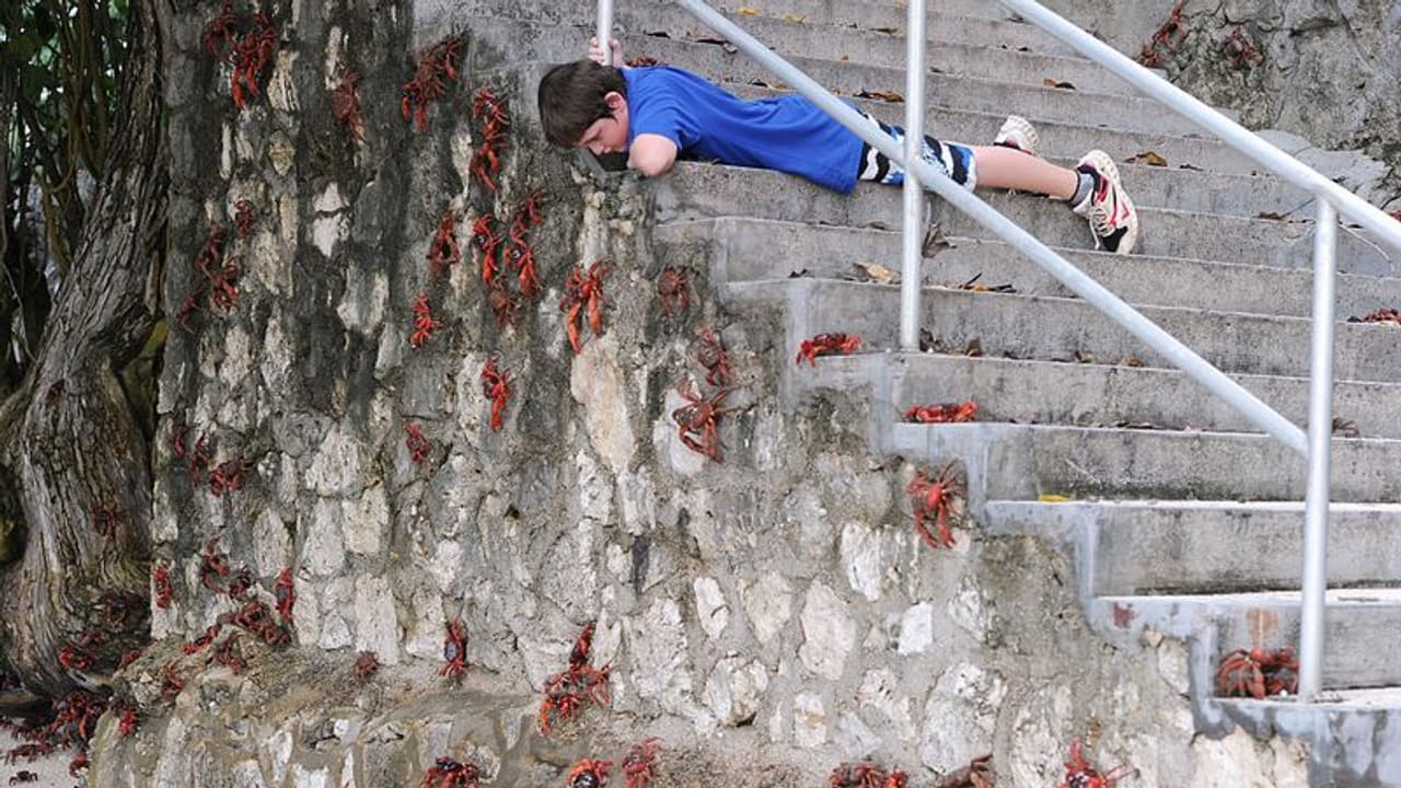 Red Crabs| ആളുകളേക്കാള്‍ കൂടുതല്‍ ഞണ്ടുകള്‍; അഞ്ചുകോടി ഞണ്ടുകള്‍ ഇറങ്ങിനടക്കുന്ന ഒരു ദ്വീപ്!