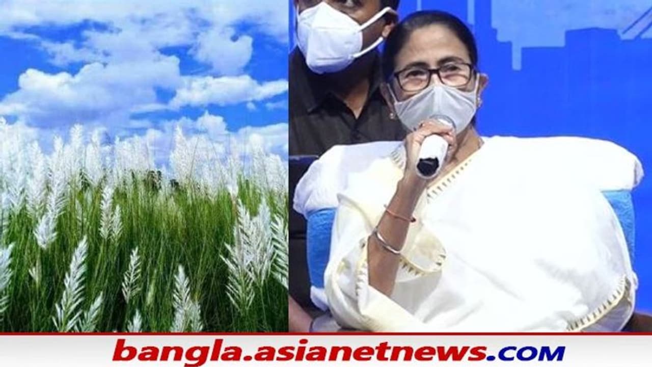 Mamata Banerjee: 'কাশফুল থেকে বালিশ', 'দুয়ারে হাঁসের পালক' সহ নয়া শিল্পের 'আইডিয়া' মমতার Mamata Banerjee: 'কাশফুল থেকে বালিশ', 'দুয়ারে হাঁসের পালক' সহ নয়া শিল্পের 'আইডিয়া' মমতার