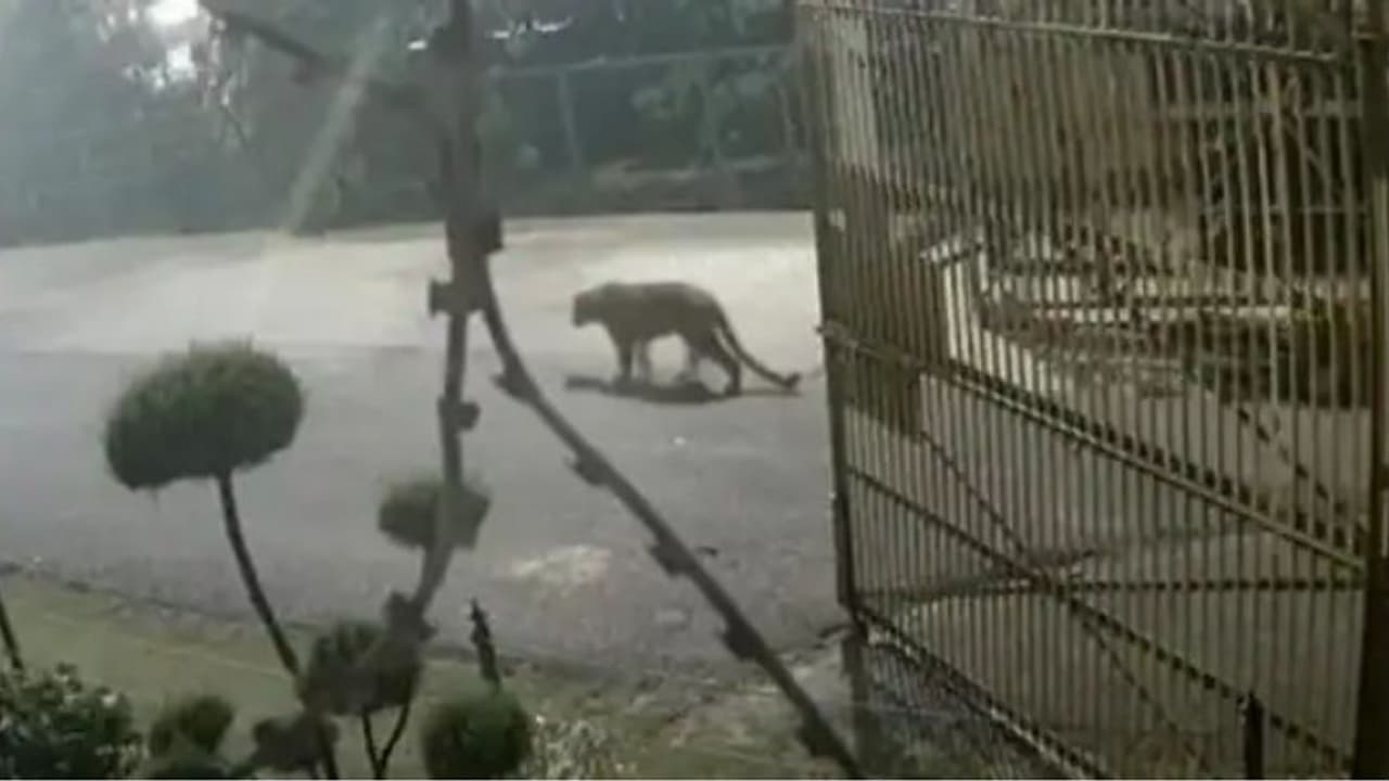 റോഡിലൂടെ പുലി നടക്കുന്നത് സിസിടിവി ക്യാമറയില്‍; കാലടികള്‍ കണ്ടെത്താനായില്ലെന്ന് വനംവകുപ്പ്