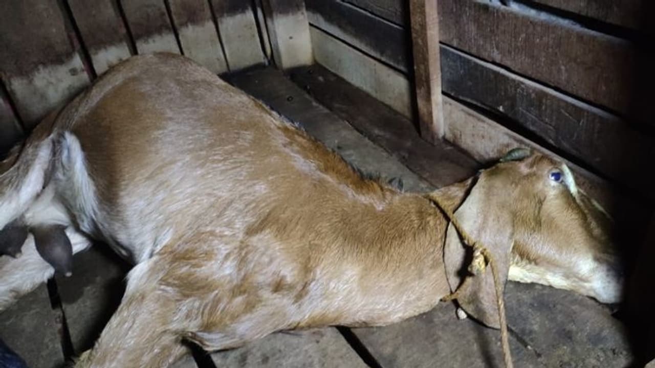 തേനീച്ചക്കൂട് പരുന്ത് റാഞ്ചി: കുത്തേറ്റ് രണ്ട് ആടുകൾ ചത്തു, മൂന്ന് പേർക്ക് പരിക്ക് തേനീച്ചക്കൂട് പരുന്ത് റാഞ്ചി: കുത്തേറ്റ് രണ്ട് ആടുകൾ ചത്തു, മൂന്ന് പേർക്ക് പരിക്ക്