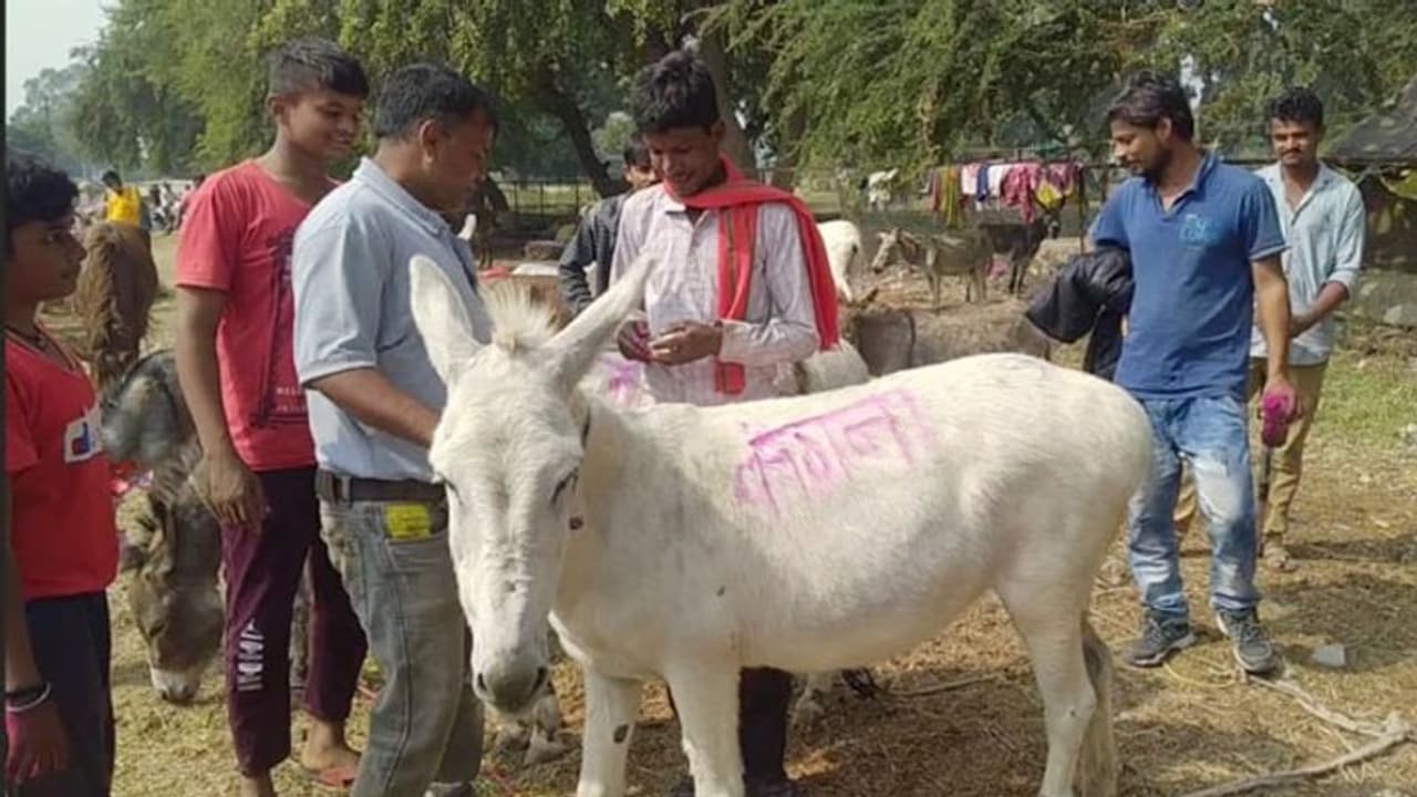 उज्जैन में अब कंगना और आर्यन ढोएंगे ईंटे, 34 हजार में बिके, वैक्सीन भी 14 हजार में बिका, जानिए ये अद्भुत मेले