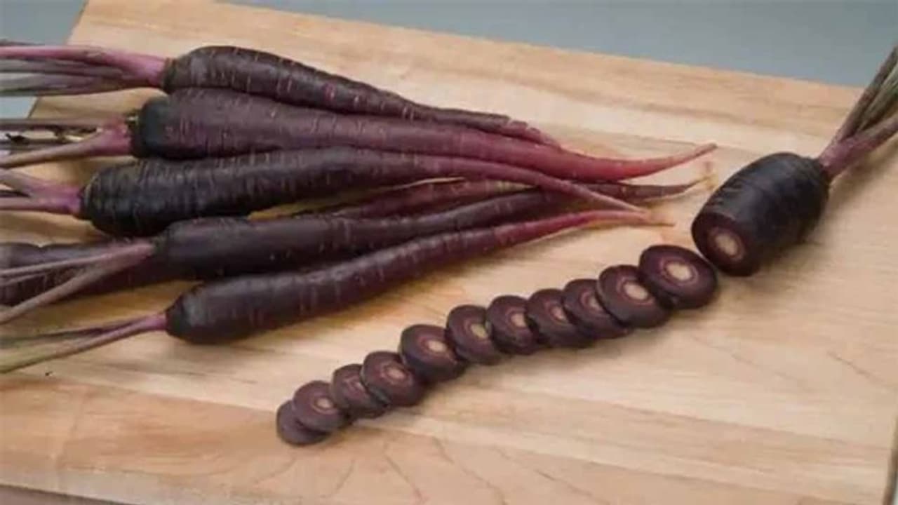 Black Carrots Benefits: क्या कभी देखी है काली रंग की गाजर, खाने और सेहत में लाल से होती है ज्यादा गुणकारी Black Carrots Benefits: क्या कभी देखी है काली रंग की गाजर, खाने और सेहत में लाल से होती है ज्यादा गुणकारी