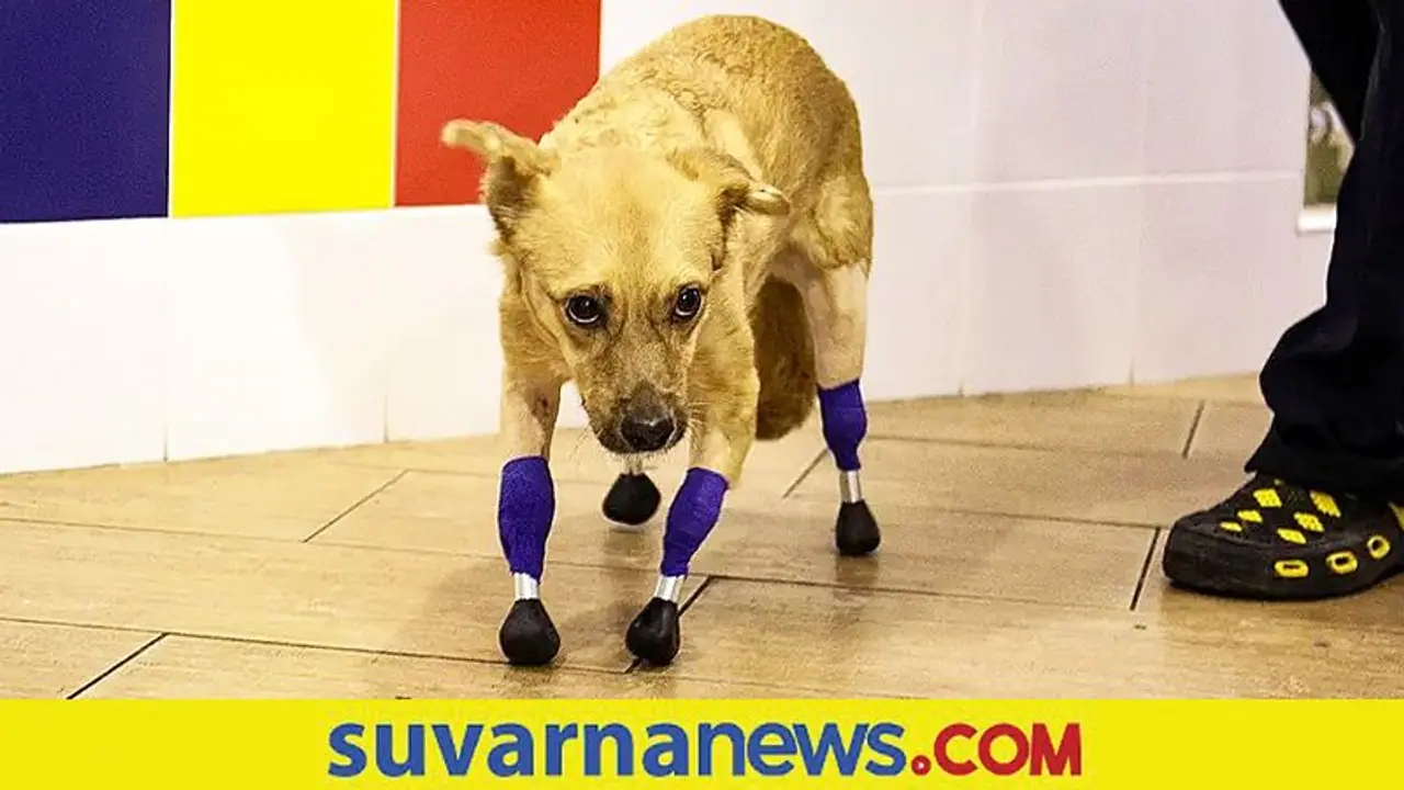 Russia: ನಾಲ್ಕೂ ಕಾಲು ಕಳೆದುಕೊಂಡಿದ್ದ ಶ್ವಾನ ಮೋನಿಕಾಗೆ ಮರು ಜೀವ ಕೊಟ್ಟ ವೈದ್ಯರು!