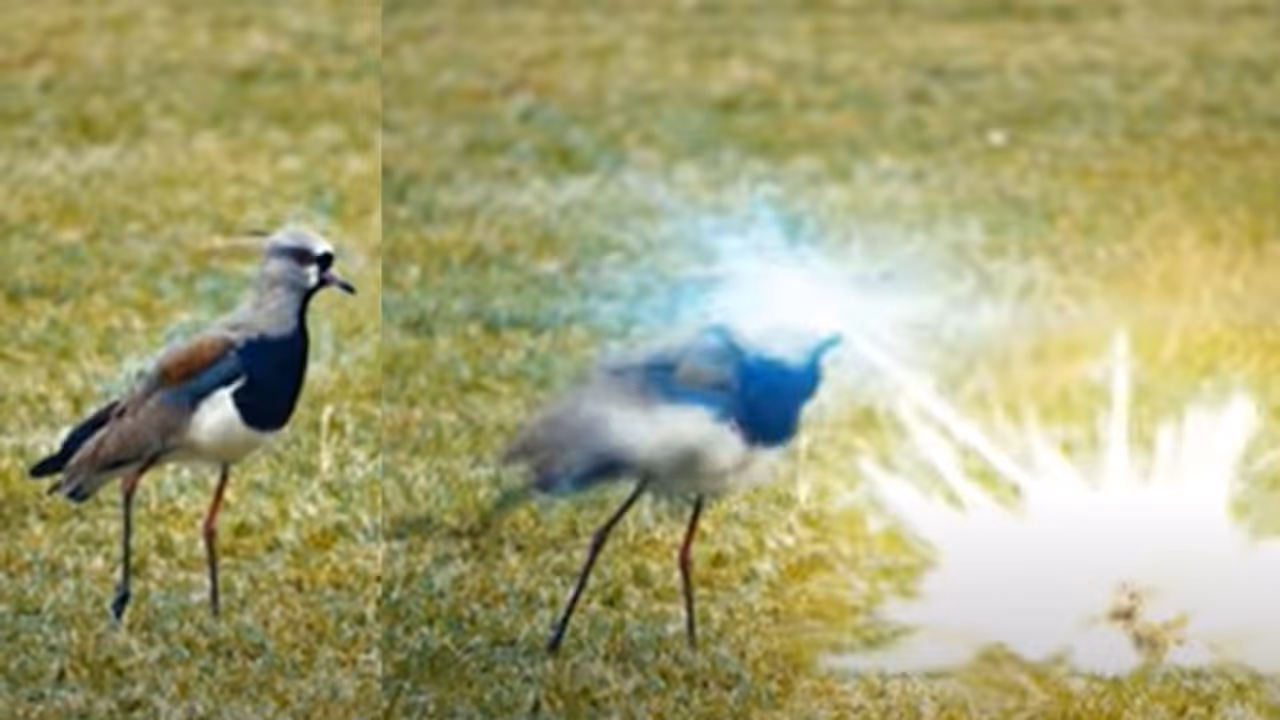 क्या इस पक्षी की वजह से जंगलों में आग लग रही है, जानें क्या है तस्वीर के साथ वायरल मैसेज का सच? क्या इस पक्षी की वजह से जंगलों में आग लग रही है, जानें क्या है तस्वीर के साथ वायरल मैसेज का सच?