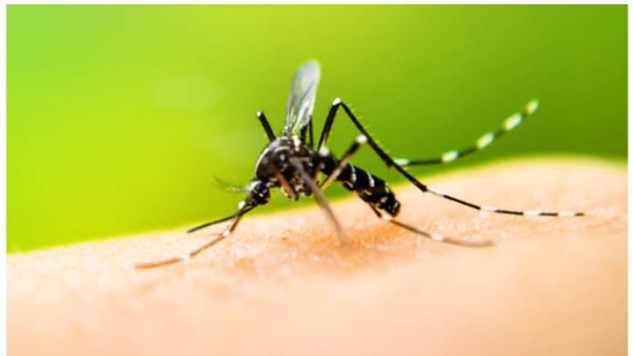 Mosquitoes are Seeing Red: ಸೊಳ್ಳೆ ಕಡಿತ ತಪ್ಪಿಸಬೇಕಾ? ಹಾಗಾದ್ರೆ ಈ ಬಣ್ಣದ ಬಟ್ಟೆ ಧರಿಸಬೇಡಿ ಎನ್ನುತ್ತೆ ಅಧ್ಯಯನ!