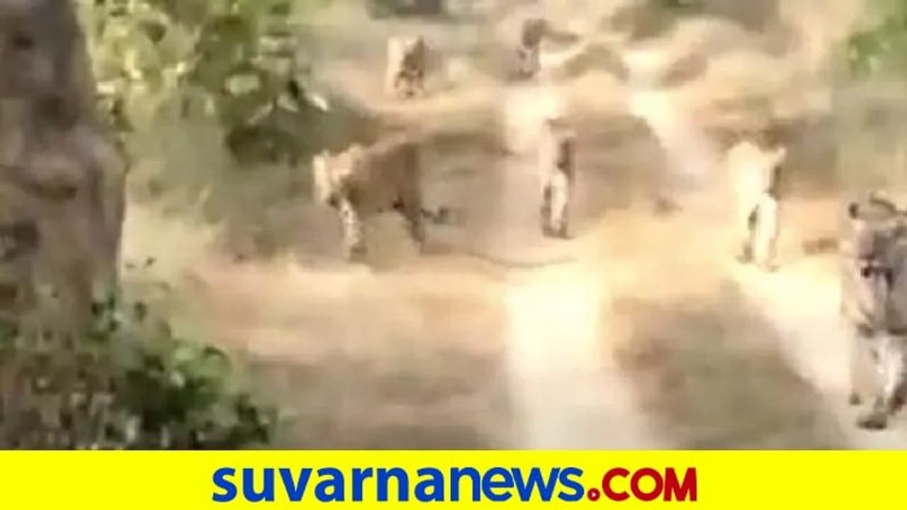 Viral Video| 6 ಹುಲಿಗಳು ಒಟ್ಟಿಗೆ ವಾಕ್: ವಿಡಿಯೋ ವೈರಲ್! Viral Video| 6 ಹುಲಿಗಳು ಒಟ್ಟಿಗೆ ವಾಕ್: ವಿಡಿಯೋ ವೈರಲ್!