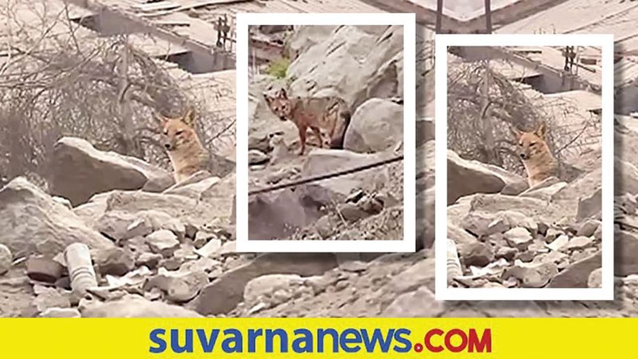 ನಾಯಿ ಮರಿ ಅಂದಕೊಂಡು ಮನೆಗೆ ತಂದರು : ಬಾತುಕೋಳಿ ತಿಂದಾಗಲೇ ಗೊತ್ತಾಗಿದ್ದು ನರಿ ಎಂದು!