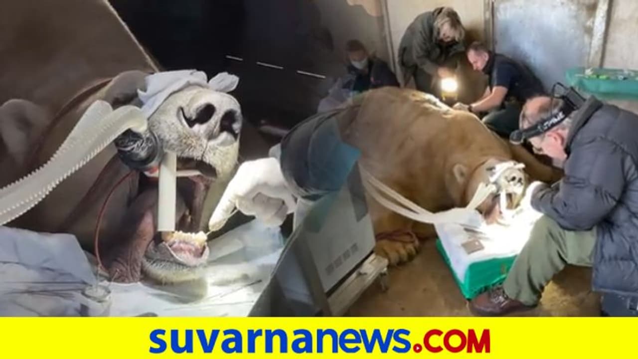 Polar Bear: ಹಲ್ಲು ನೋವೆಂದು ಬಂದ ಹಿಮಕರಡಿಗೆ ರೂಟ್ ಕೆನಲ್ ಸರ್ಜರಿ ಮಾಡಿದ ಡೆಂಟಿಸ್ಟ್ Polar Bear: ಹಲ್ಲು ನೋವೆಂದು ಬಂದ ಹಿಮಕರಡಿಗೆ ರೂಟ್ ಕೆನಲ್ ಸರ್ಜರಿ ಮಾಡಿದ ಡೆಂಟಿಸ್ಟ್