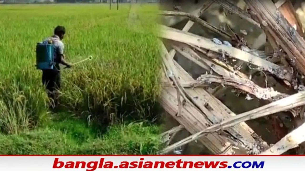 East Bardhaman বাদামী শোষক পোকার আক্রমণে দিশাহীন কৃষকেরা, ধানের ফলন নিয়ে বাড়ছে আশঙ্কা