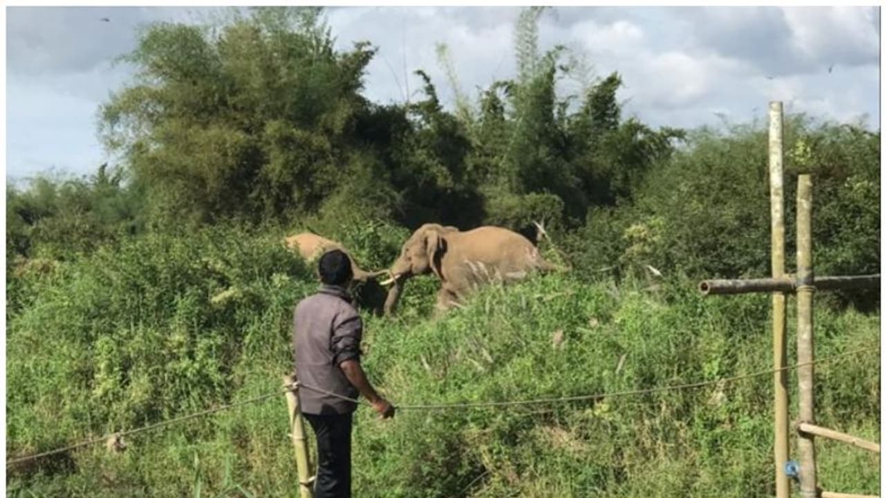 Elephant attack| ബൈക്ക് യാത്രക്കാര്ക്കുനേരെ കാട്ടാനയുടെ ആക്രമണം; മാത്തൂര്വയല് വീണ്ടും ഭീതിയില് Elephant attack| ബൈക്ക് യാത്രക്കാര്ക്കുനേരെ കാട്ടാനയുടെ ആക്രമണം; മാത്തൂര്വയല് വീണ്ടും ഭീതിയില്