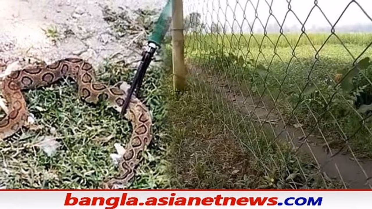 Murshidabad স্কুল চত্বরে উদ্ধার বিরল প্রজাতির জোড়া চন্দ্রবোড়া সাপ, আতঙ্কে পড়ুয়ারা Murshidabad স্কুল চত্বরে উদ্ধার বিরল প্রজাতির জোড়া চন্দ্রবোড়া সাপ, আতঙ্কে পড়ুয়ারা