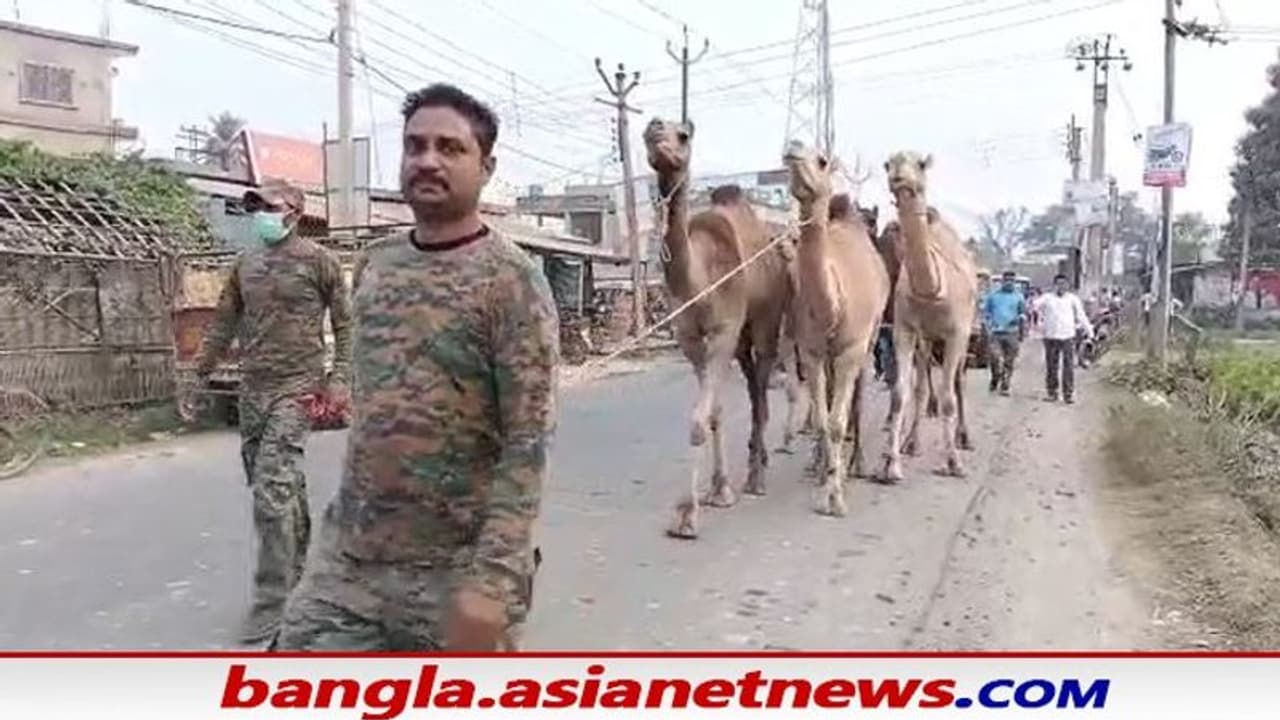 Camel Smuggling: মালদহের চাঁচলে একাধিক উট উদ্ধার পুলিশের, এখনও অধরা অপরাধীরা Camel Smuggling: মালদহের চাঁচলে একাধিক উট উদ্ধার পুলিশের, এখনও অধরা অপরাধীরা