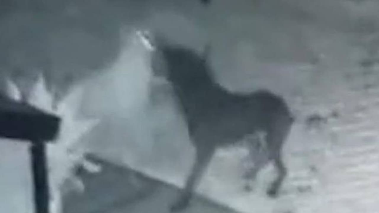 വീട്ടിലെ നായ മറ്റൊരു നായയുടെ പ്രേതത്തിനൊപ്പം ഓടിക്കളിച്ചു, വിചിത്രവാദവും ക്യാമറാദൃശ്യങ്ങളുമായി യുവാവ്