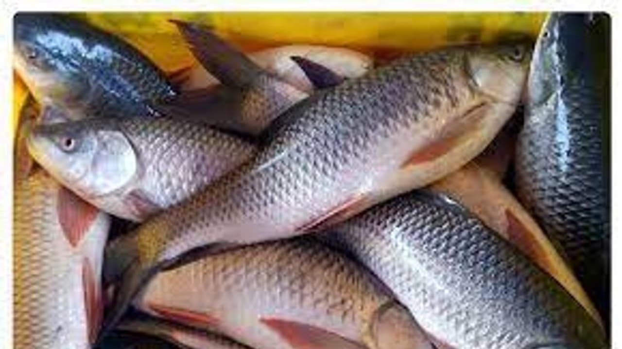 Fishing | ಒಳನಾಡು ಮೀನುಗಾರಿಕೆ ಇಳುವರಿ ಹೆಚ್ಚಳ ಗುರಿ : ಉತ್ತಮ ಅವಕಾಶ Fishing | ಒಳನಾಡು ಮೀನುಗಾರಿಕೆ ಇಳುವರಿ ಹೆಚ್ಚಳ ಗುರಿ : ಉತ್ತಮ ಅವಕಾಶ