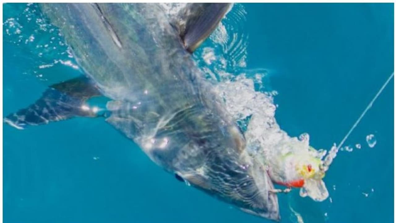 Gulf News|ചൂണ്ടയിട്ട് മീന് പിടിക്കുമോ? കോടികള് സമ്മാനം Gulf News|ചൂണ്ടയിട്ട് മീന് പിടിക്കുമോ? കോടികള് സമ്മാനം